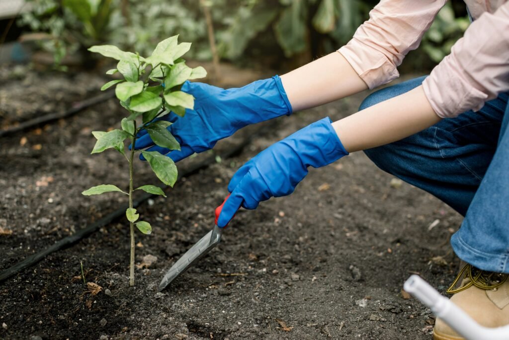 Pessoa com luvas azuis plantando uma muda frutífera no solo.