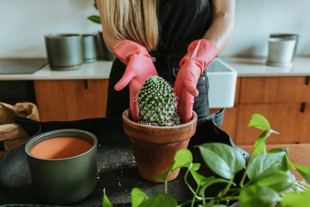 Pessoa com luvas rosas replantando um cacto em vaso de barro, sobre uma bancada com outras plantas ao redor.
