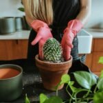 Pessoa com luvas rosas replantando um cacto em vaso de barro, sobre uma bancada com outras plantas ao redor.