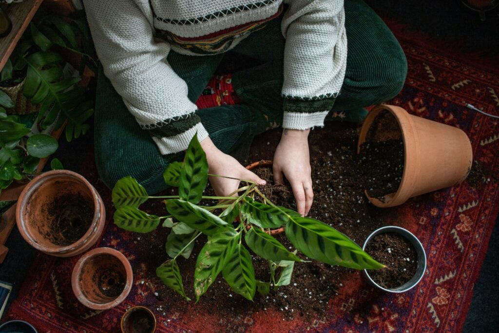Pessoa realizando o replante de uma planta de interior no outono, trocando a terra e preparando adubação para fortalecer o crescimento.