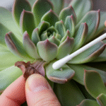 Pessoa removendo folha seca e limpando praga em Echeveria com cotonete embebido em solução, em close-up detalhado.
