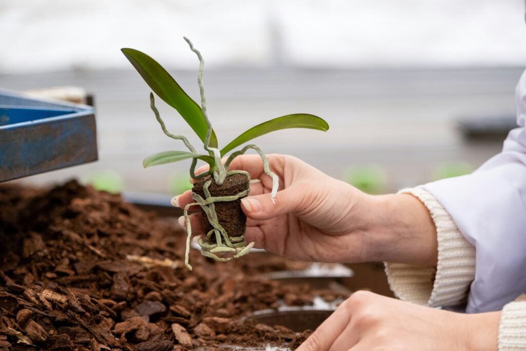 Pessoa segurando muda de orquídea com raízes aéreas expostas, prestes a ser plantada em substrato próprio.