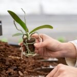 Pessoa segurando muda de orquídea com raízes aéreas expostas, prestes a ser plantada em substrato próprio.