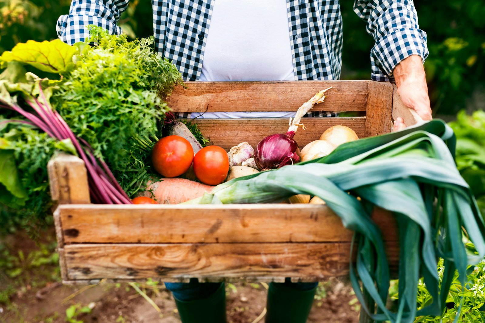 Pessoa segurando uma caixa de madeira repleta de hortaliças frescas, incluindo tomates, cenouras, cebolas, alho, alho-poró e folhas verdes, colhidas de uma horta caseira.