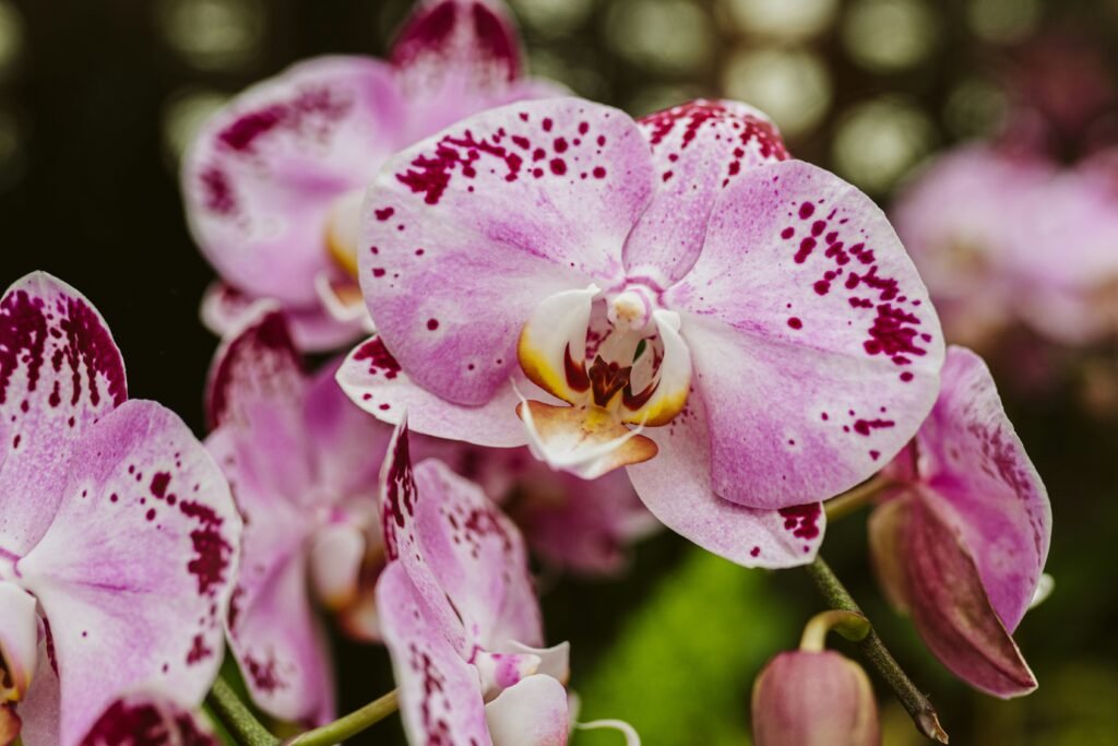 Orquídea Phalaenopsis rosa com manchas vinho, em plena floração.