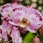 Orquídea Phalaenopsis rosa com manchas vinho, em plena floração.