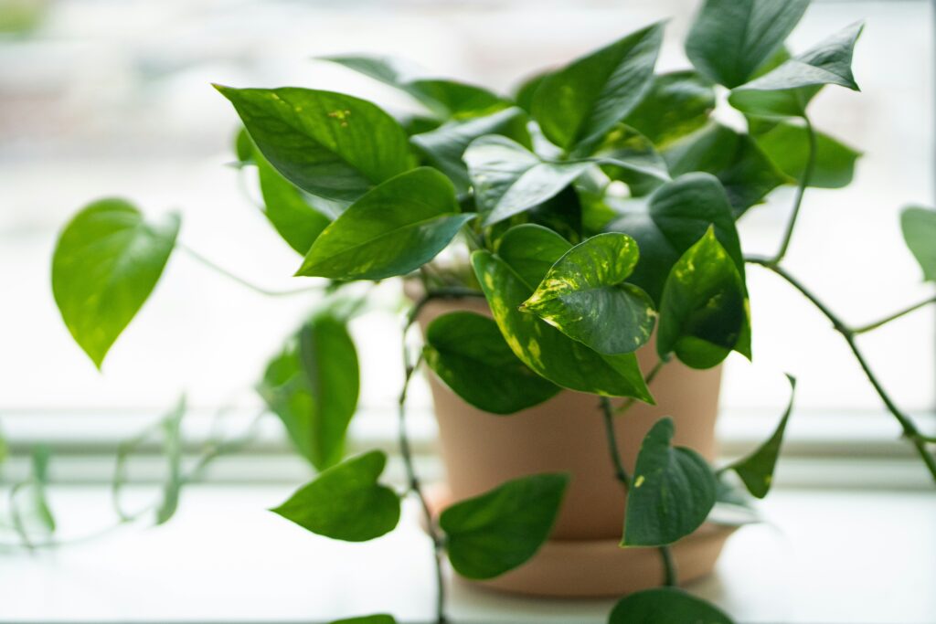 Planta Jiboia