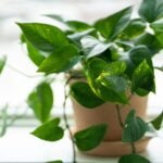 Planta Jiboia