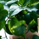 Planta Jiboia
