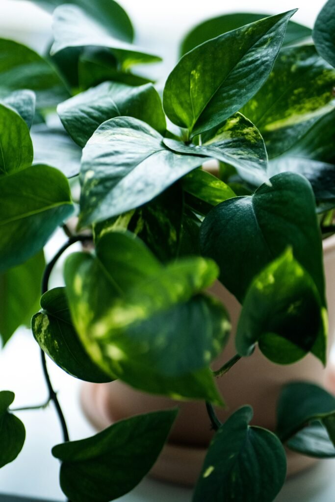 Planta Jiboia