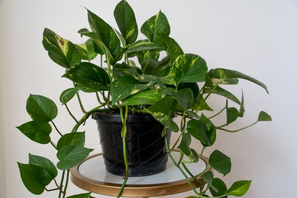 Miniatura de uma planta Jiboia em vaso preto, com folhas verdes e manchas douradas, ideal para ambientes internos.
