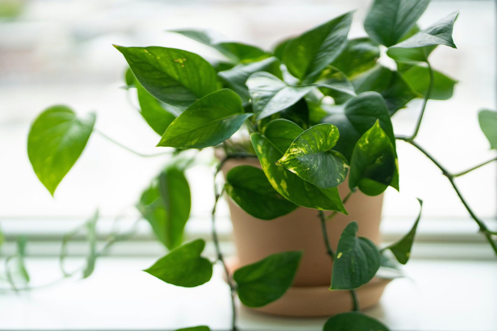 Planta Jiboia