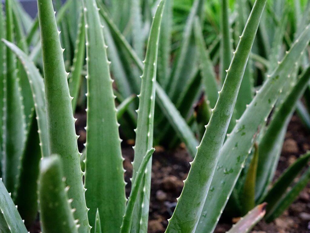 Close-up de folhas verdes e suculentas de aloe vera (babosa) crescendo em solo, com suas bordas levemente serrilhadas e textura brilhante.