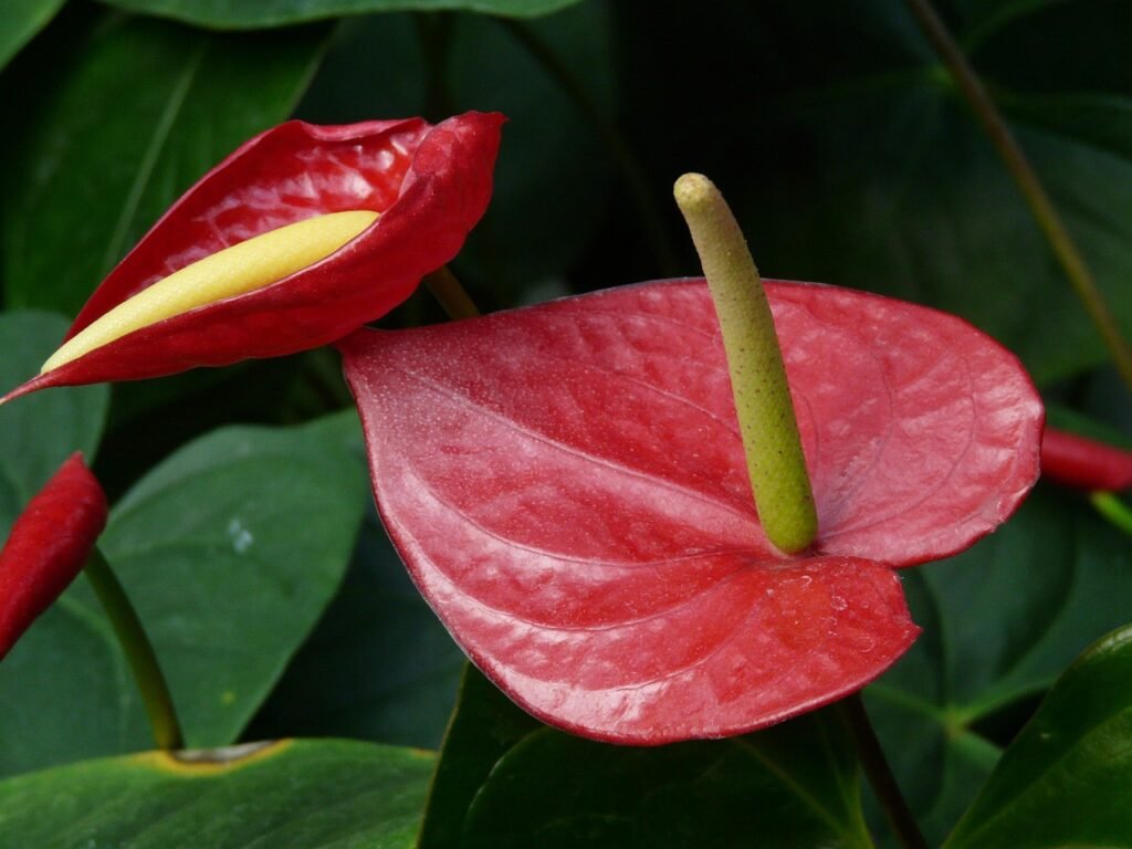 Flores de antúrio em destaque, com brácteas vermelhas brilhantes e espádices, um verde e outro amarelo, sobre fundo de folhas verdes.