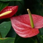 Flores de antúrio em destaque, com brácteas vermelhas brilhantes e espádices, um verde e outro amarelo, sobre fundo de folhas verdes.