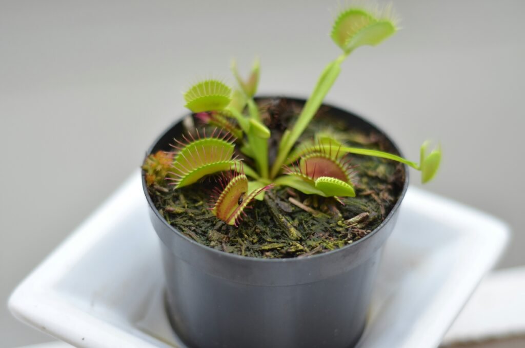 Planta carnívora Dionaea muscipula em vaso preto, com armadilhas abertas exibindo bordas avermelhadas e cerdas finas.