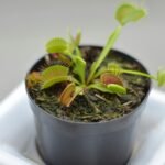 Planta carnívora Dionaea muscipula em vaso preto, com armadilhas abertas exibindo bordas avermelhadas e cerdas finas.
