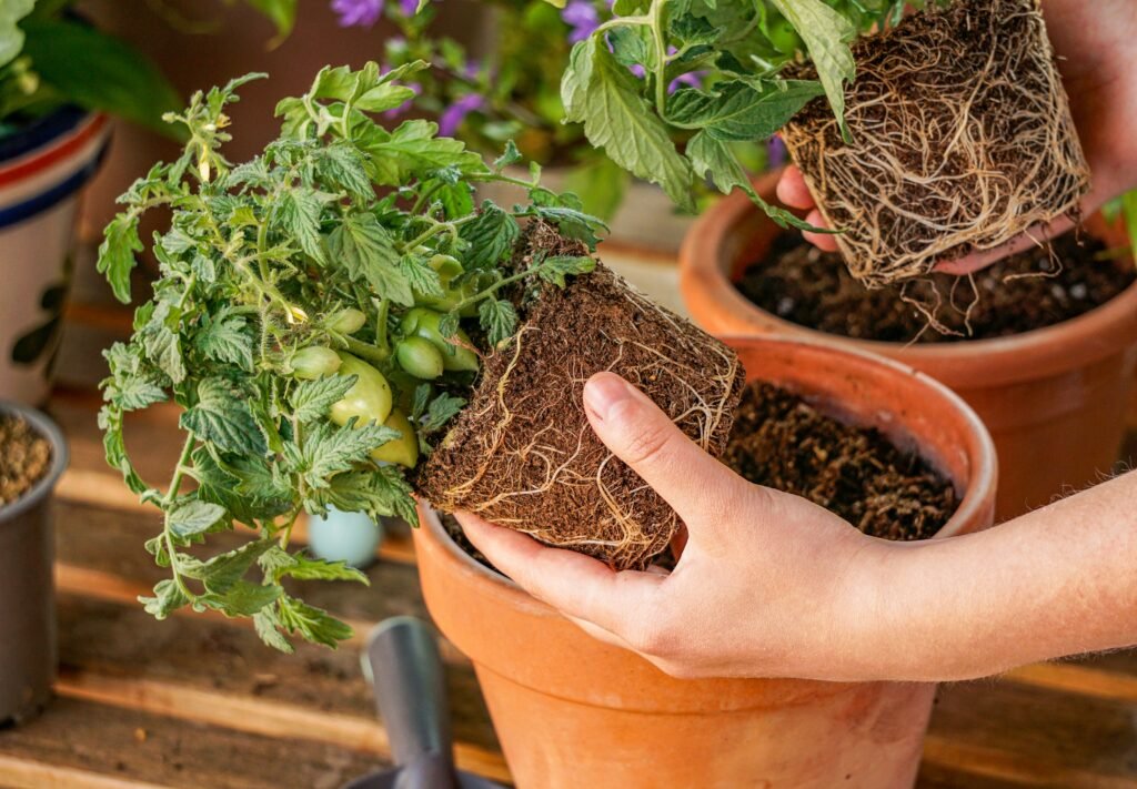 Plantando muda de tomate cereja em vaso com solo preparado.