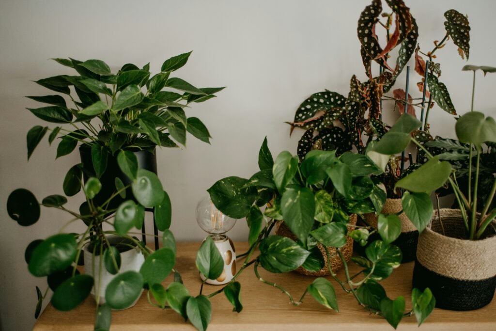 Plantas de interior em vasos decorativos que exigem poucos cuidados no inverno.