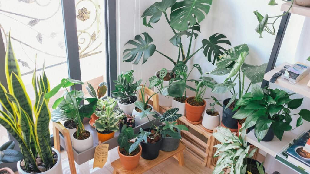 Conjunto de plantas de interior em vasos coloridos próximo a uma janela iluminada.
