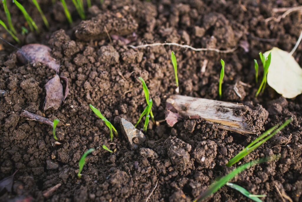 Preparação do solo pra plantar Grama-Amendoim