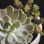 Suculenta saudável em vaso branco com folhas verdes e outra espécie ao fundo.