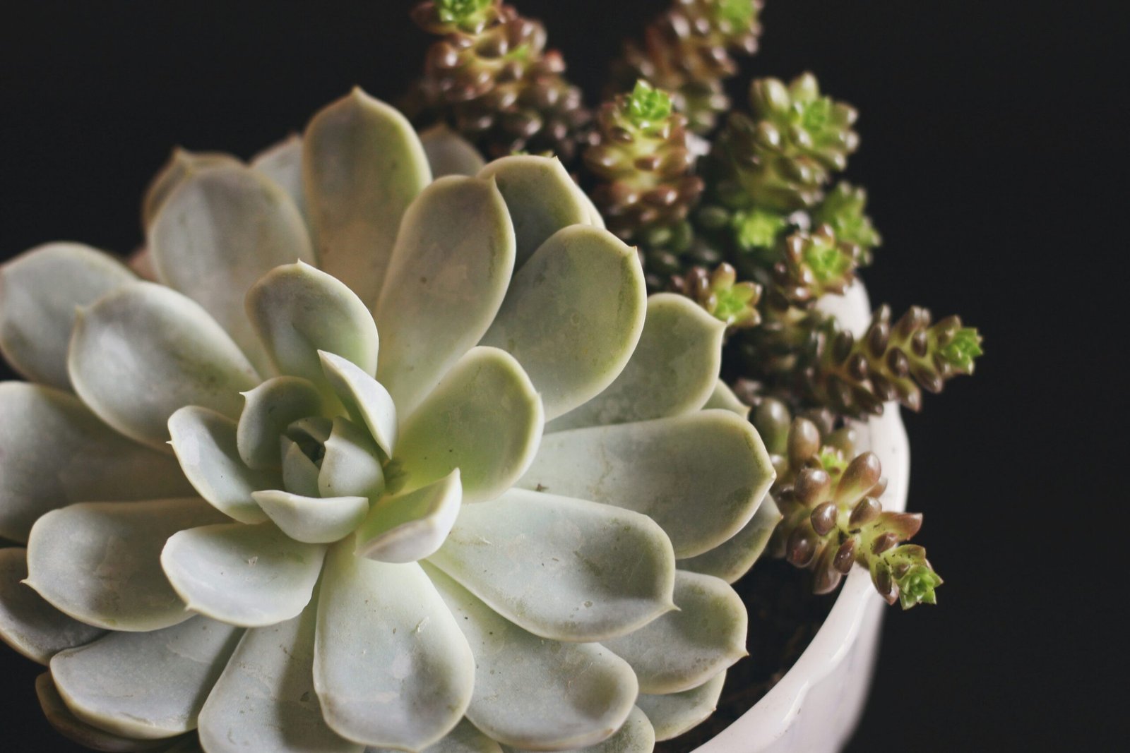 Suculenta saudável em vaso branco com folhas verdes e outra espécie ao fundo.