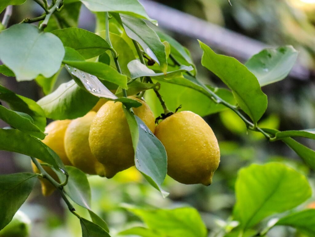 Ramos de limoeiro com frutos amarelos maduros entre folhas verdes.