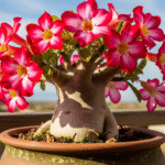 Rosa do Deserto em vaso de cerâmica, com flores rosa e brancas em destaque, posicionada em uma varanda com vista para o horizonte.