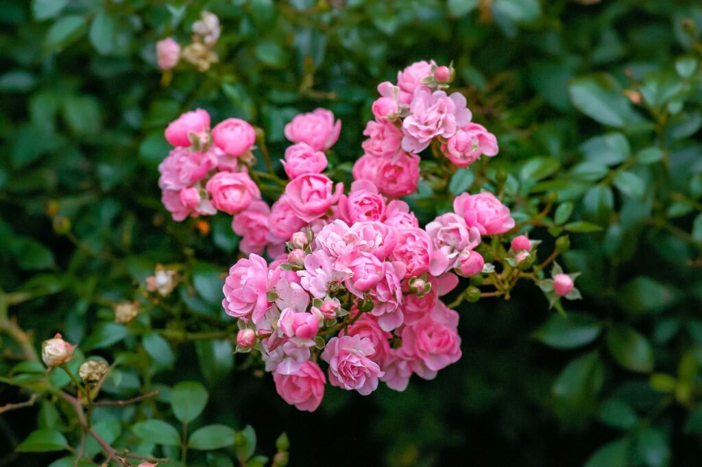Rosa-trepadeira com cachos de flores rosas em plena floração, destacando-se sobre folhagem verde.