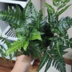 plantas que purificam o ar