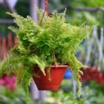 plantas que purificam o ar