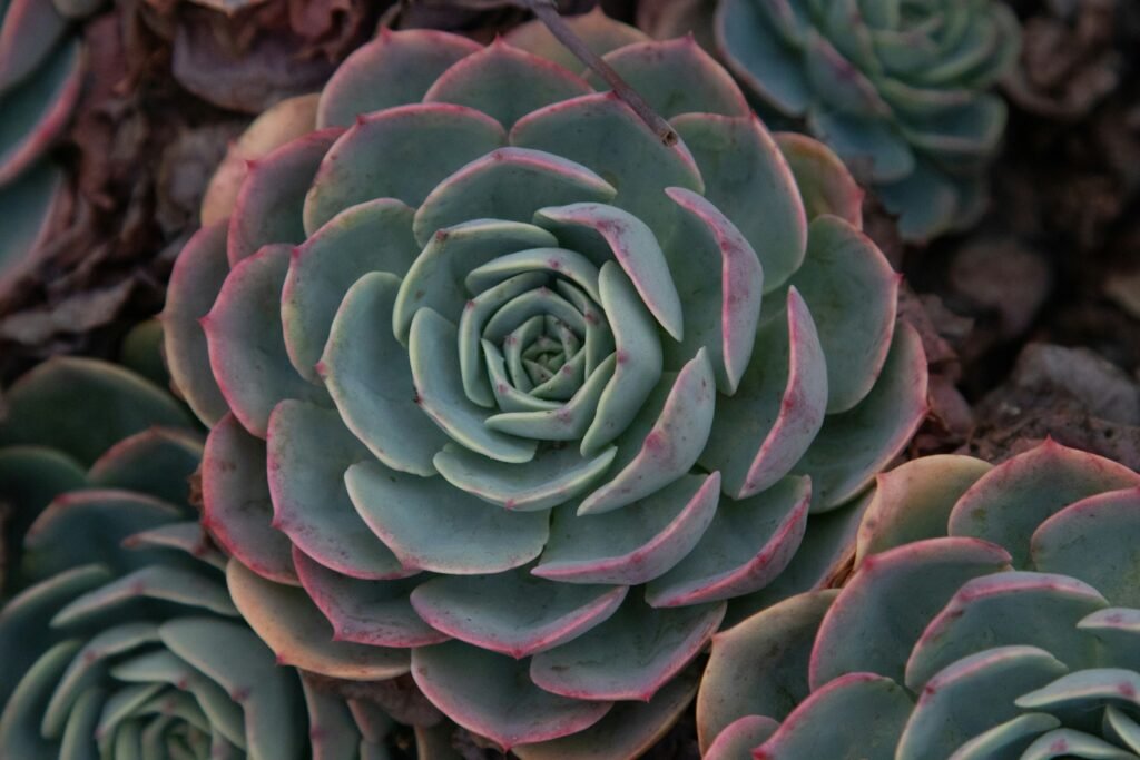 Suculenta echeveria usada como plantas para um jardim vertical externo.