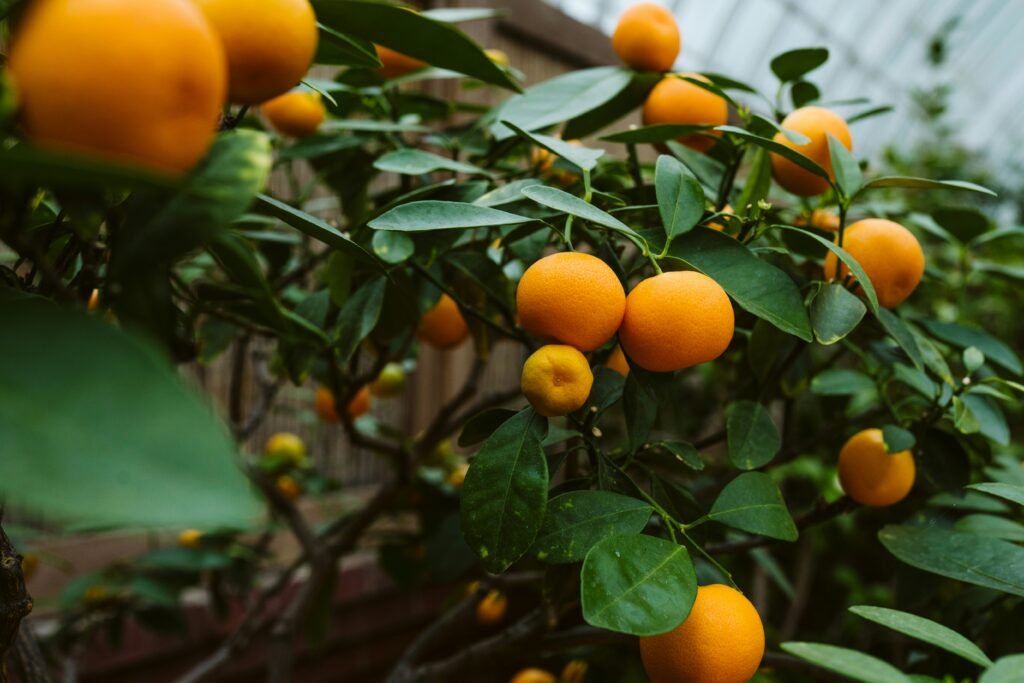 Tangerineira com frutos maduros e folhas verdes brilhantes.