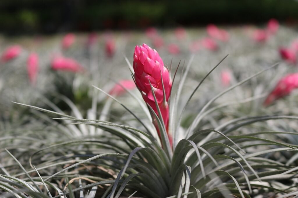 Tillandsia com bráctea rosa em destaque, cercada por folhas finas e acinzentadas em um campo de outras plantas semelhantes.