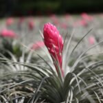 Tillandsia com bráctea rosa em destaque, cercada por folhas finas e acinzentadas em um campo de outras plantas semelhantes.