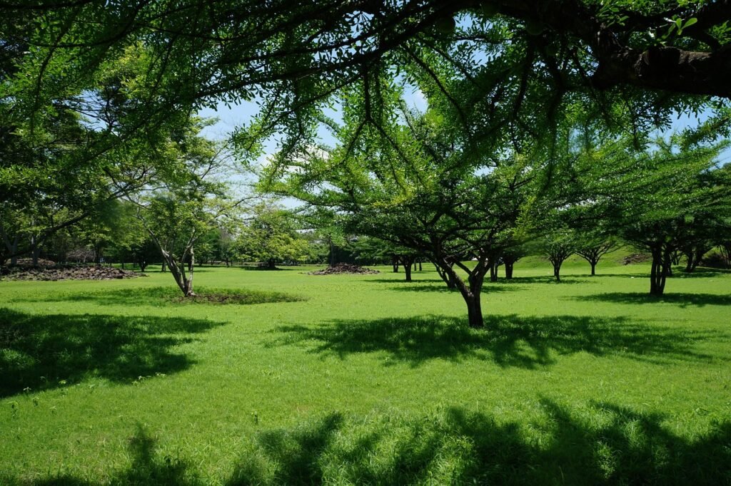 Tipos de Grama Jardim