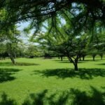 Tipos de Grama Jardim