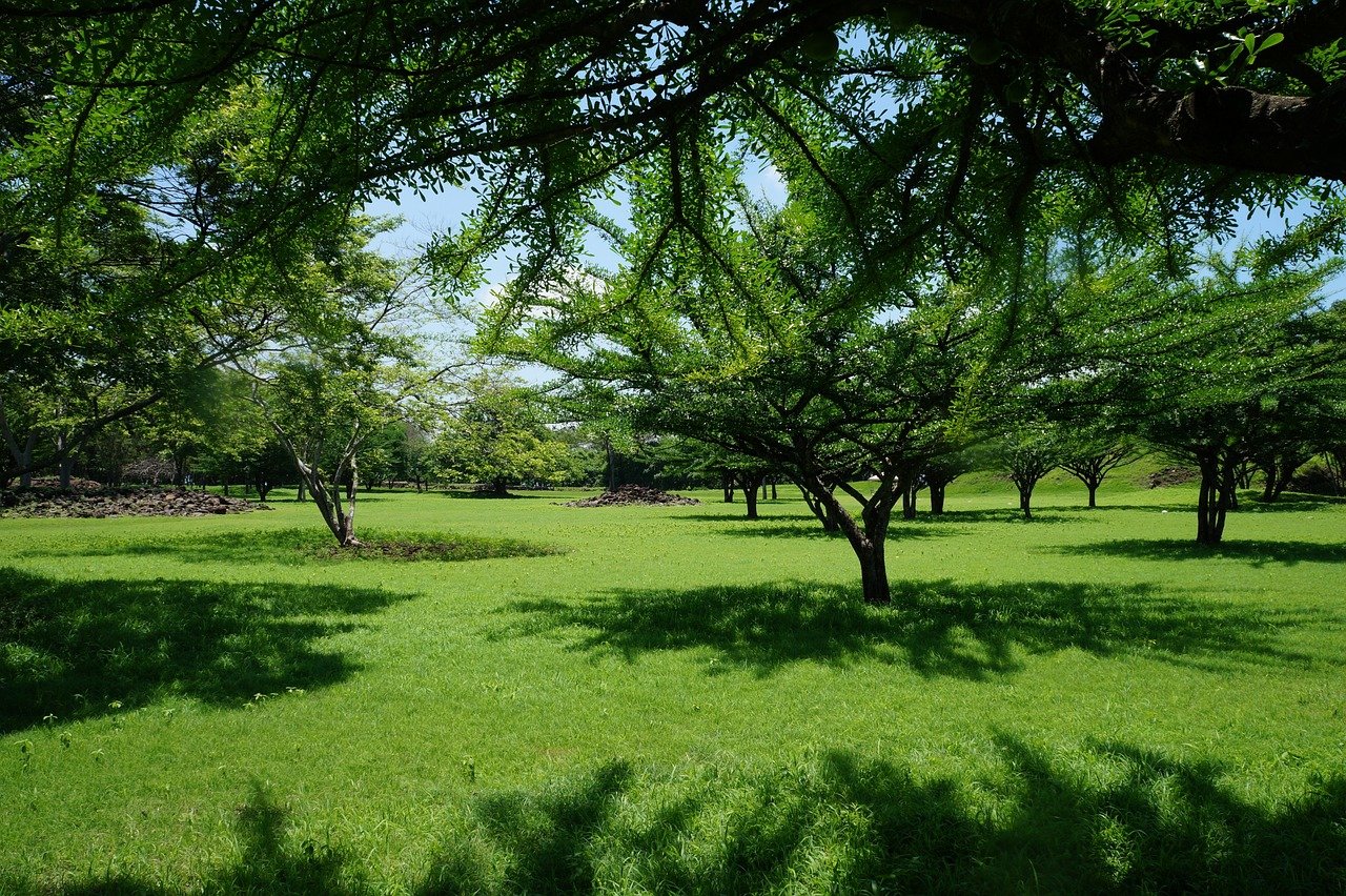Tipos de Grama Jardim