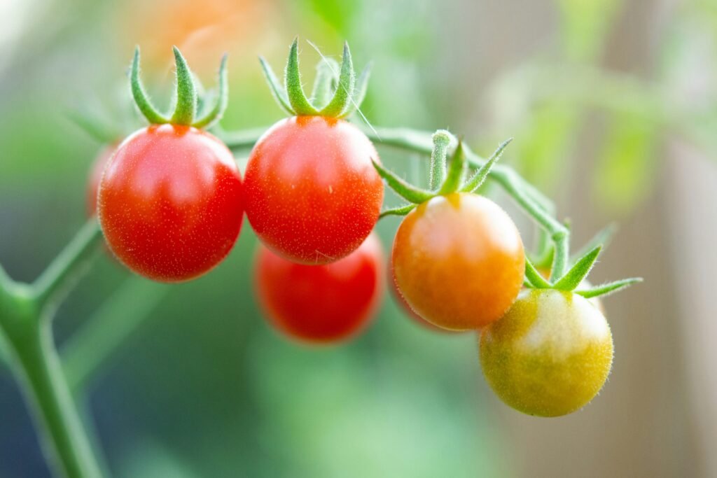 Tomates cereja vermelhos e amarelos em diferentes estágios de maturação, prontos para colheita.