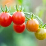 Tomates cereja vermelhos e amarelos em diferentes estágios de maturação, prontos para colheita.