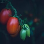 Tomate cereja mini italiano em diferentes estágios de maturação no pé.