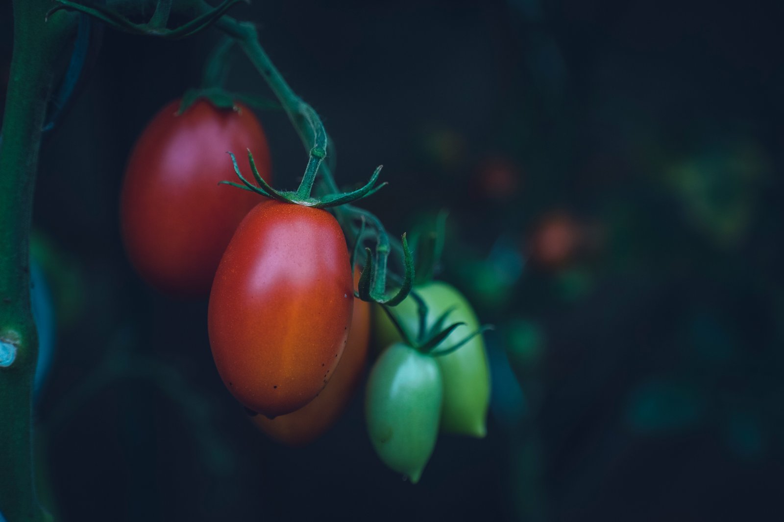Tomate cereja mini italiano em diferentes estágios de maturação no pé.
