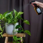 “Planta Jiboia recebendo cuidados com borrifador para manter suas folhas saudáveis.