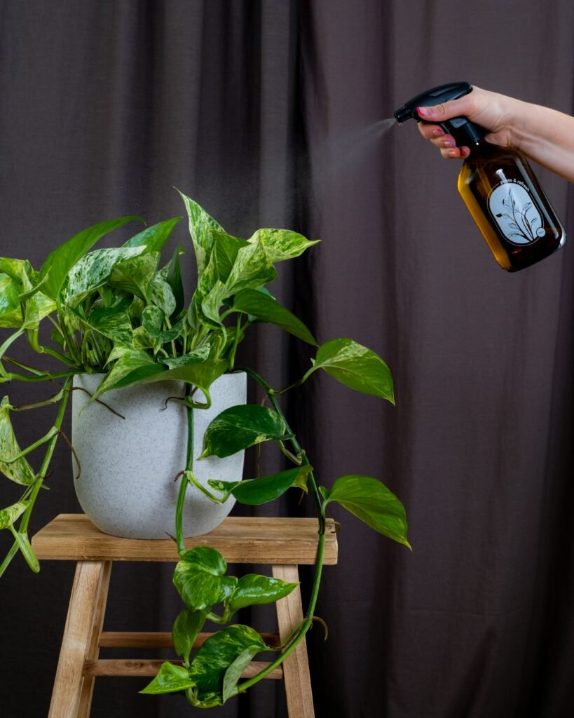 “Planta Jiboia recebendo cuidados com borrifador para manter suas folhas saudáveis.