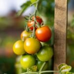 Tomates cereja maduros colhidos prontos para consumo.
