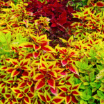 Variedade de tipos de coleus coloridos em jardim ornamental.