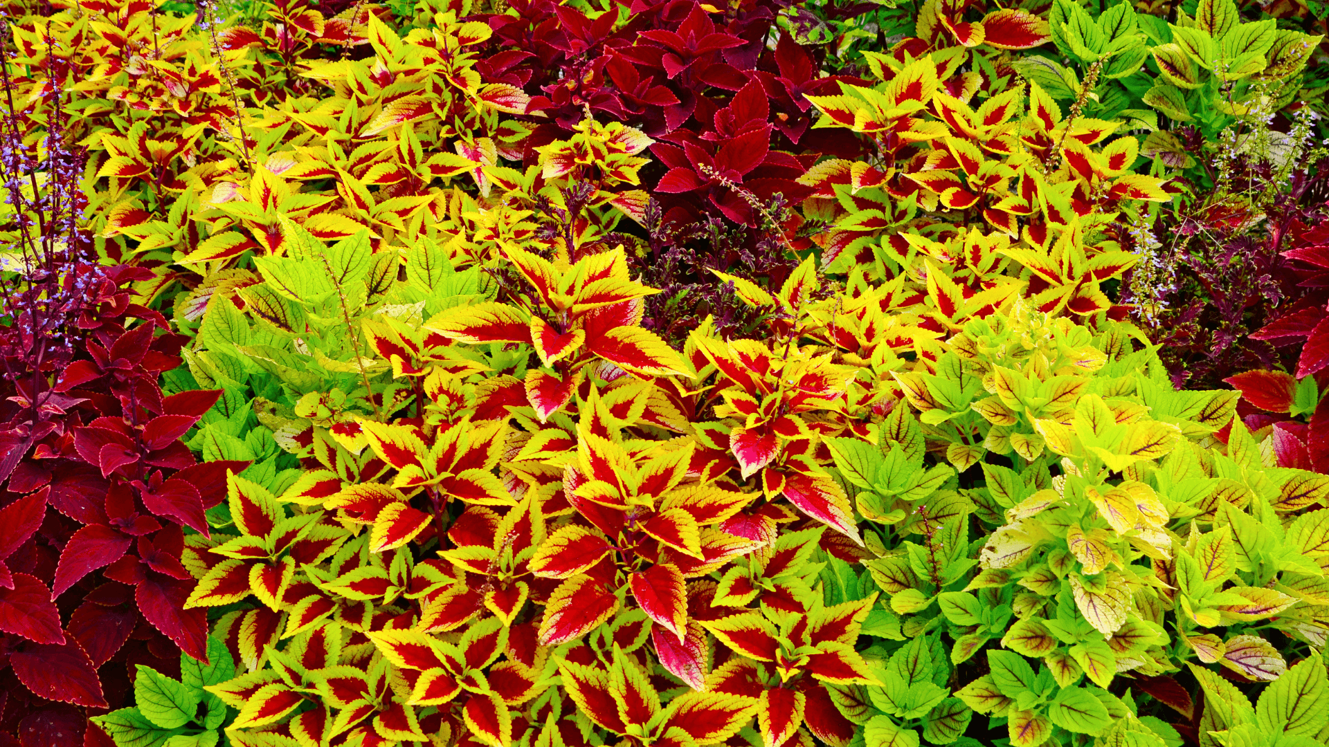 Variedade de tipos de coleus coloridos em jardim ornamental.