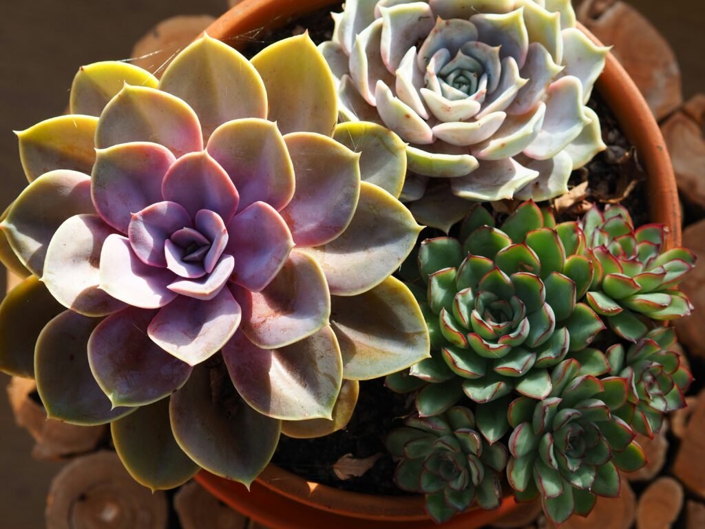 Echeverias