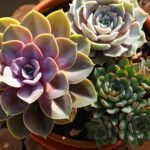 Vaso com diferentes espécies de Echeverias, incluindo tons lilás, verde e cinza, formando um arranjo harmonioso.